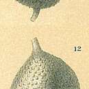 Image of Oolina ampulladistoma (Jones 1874)