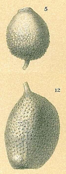 Image of Oolina ampulladistoma (Jones 1874)