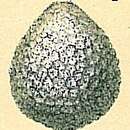 Image of Oolina ampulladistoma (Jones 1874)