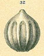 Image of Oolina apiopleura (Loeblich & Tappan 1953)