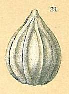 Image of Oolina apiopleura (Loeblich & Tappan 1953)