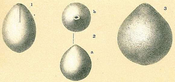 Image of Oolina globosa (Montagu 1803)