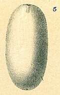 Image of Oolina ovum (Ehrenberg 1843)