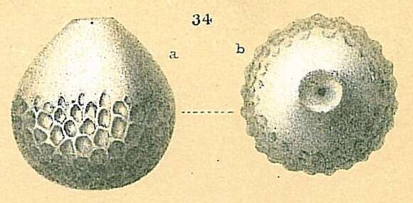 Image of Oolina seminuda (Brady 1884)