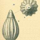 Homalohedra bassensis (Collins 1974) resmi