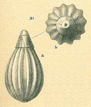 Homalohedra bassensis (Collins 1974) resmi