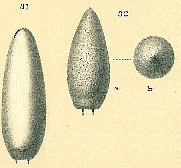 Image of Oolina truncata (Brady 1884)