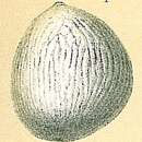 Image of Oolina variata (Brady 1881)
