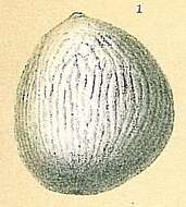 Image of Oolina variata (Brady 1881)