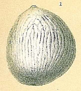 Image of Oolina variata (Brady 1881)