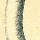Image of Parafissurina botelliformis (Brady 1881)