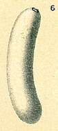 Image of Parafissurina botelliformis (Brady 1881)