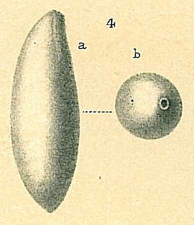 Image of Parafissurina felsinea (Fornasini 1894)