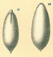 Image of Parafissurina lateralis (Cushman 1913)