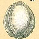 Image of Pseudofissurina Jones 1984