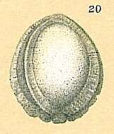 Image of Nodosariata