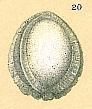 Image of Pseudofissurina Jones 1984