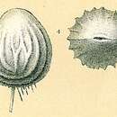 Image of Pseudoolina multicosta (Karrer 1877)