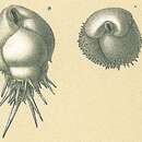 Imagem de Bulimina aculeata d'Orbigny 1826