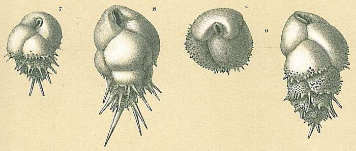 Image of buliminid snails