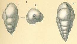 Слика од Bulimina gibba Fornasini 1902