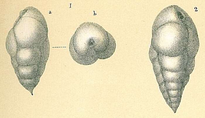 Image de Bulimina gibba Fornasini 1902