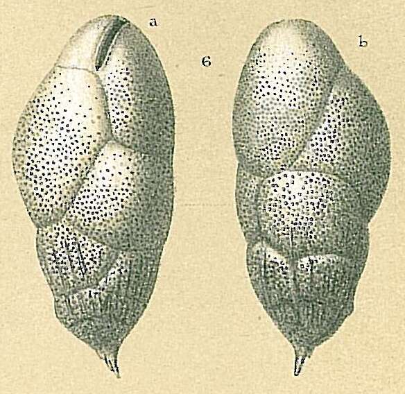 Image of Bulimina subornata Brady 1884