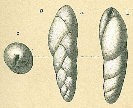 Image of Fursenkoina bradyi (Cushman 1922)