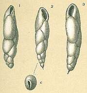 Image of Bolivinitidae