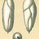Image of Fursenkoina pauciloculata (Brady 1884)