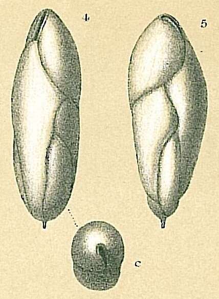 Image de Fursenkoina pauciloculata (Brady 1884)