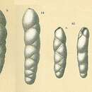 Image of Fursenkoina texturata (Brady 1884)