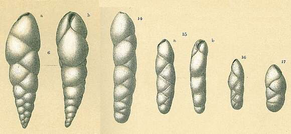 Image of Fursenkoina texturata (Brady 1884)