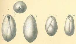 Image of Globobulimina pacifica Cushman 1927