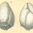 Image of Praeglobobulimina spinescens (Brady 1884)