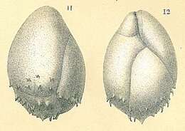 Image de Praeglobobulimina spinescens (Brady 1884)