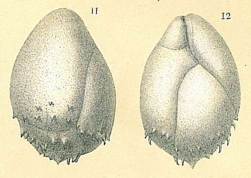 Image of Praeglobobulimina spinescens (Brady 1884)