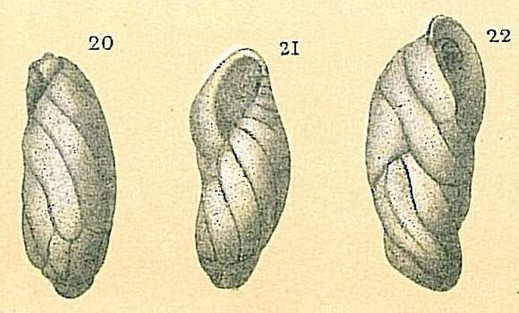 Image de Buliminellidae