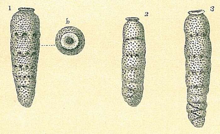 Image of Siphogenerina dimorpha (Parker & Jones 1865)