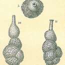 Imagem de Siphouvigerina ampullacea (Brady 1884)