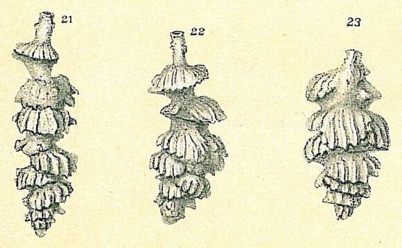 Image of Siphouvigerina porrecta (Brady 1879)