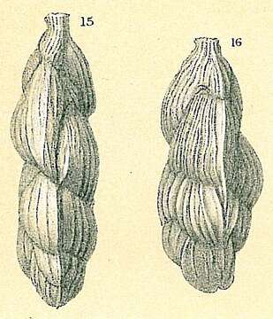 Image of Trifarina angulosa (Williamson 1858)