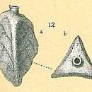 Image of Trifarina lepida (Brady 1881)