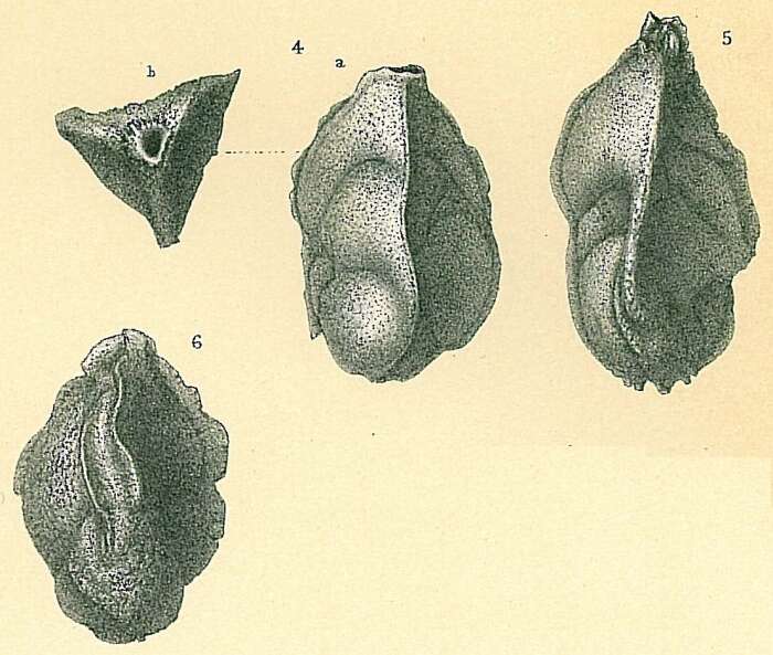 Image of Trifarina reussii (Cushman 1913)