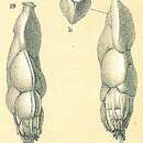 Image of Trifarina spinipes (Brady 1881)