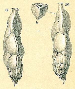 Image de Trifarina spinipes (Brady 1881)