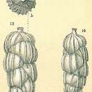 Sivun Uvigerina bifurcata d'Orbigny 1839 kuva