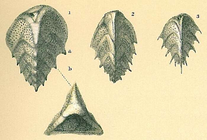 Image of Reussella spinulosa (Reuss 1850)