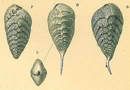 Image of Bolivina robusta (Brady 1881)