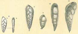 Image de Bolivinita quadrilatera (Schwager 1866)